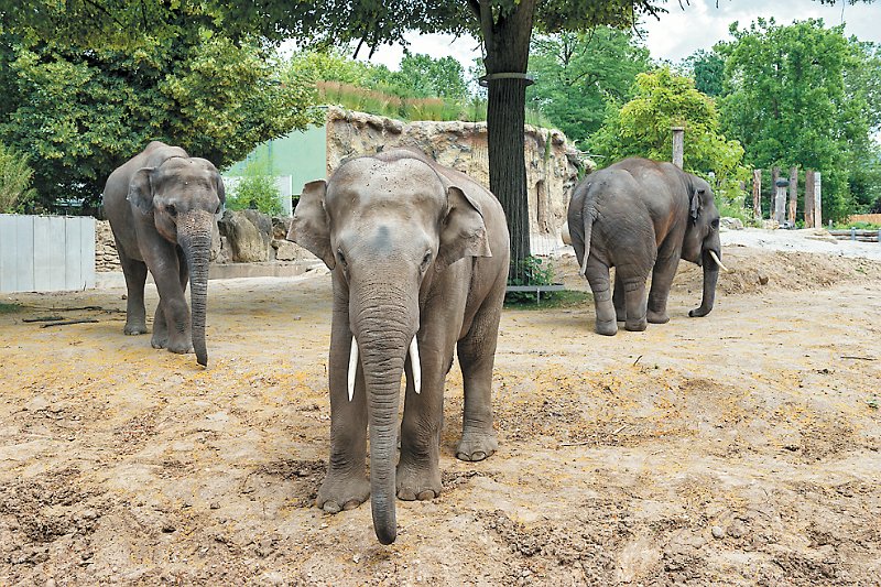 03_Elefanten.jpg - März: Die vier jungen Elefanten im Heidelberger Zoo erkunden neugierig ihre vergrößerte Außenanlage. (Foto: Rothe)