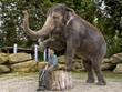 Elefantendame Ilona bei der aktiven Freizeitgestaltung mit dem Pfleger 