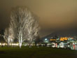 Romantisch beleuchtet: die Bäume auf dem Neckarvorland  (Foto: Rothe)