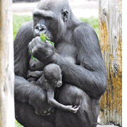 Mutter N`Gambe kümmert sich liebevoll um ihr erstes Gorillababy. (Foto: Knigge)