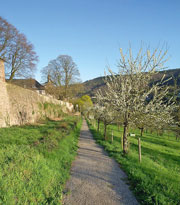 Wanderweg entlang der Klostermauer des Stift Neuburg gesäumt von blühenden Obstbäumen bei herrlichem Sonnenschein
