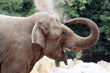 Eine Benefizgala im Schloss soll dazu beitragen, dass die Elefantendamen Jenny (hier beim Staubbad) und Ilona bald ein neues großzügiges Elefantenheim erhalten. (Foto: von Selasinsky)