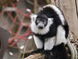 Nein, das ist nicht Knut, sondern ein vom Aussterben bedrohter Gürtelvari aus dem Tiergarten. Diese Lemurenart lebt nur in einem kleinen Gebiet im Nordosten von Madagaskar. (Foto: Rothe)