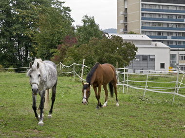 Neuenheimer Feld: Die Pferde müssen Platz machen für neue Studentenwohnheime. (Foto: Rothe)