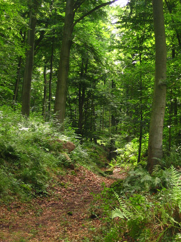 Stadtwald an der Gaisbergscholle (Foto: Stadt Heidelberg)