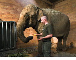 Der neue Elefant im Tiergarten 