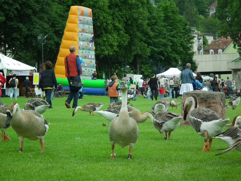 52_lebend_neckar_DSCF2140_melchert.JPG - Impressionen vom "Lebendigen Neckar 2010" (Foto: Melchert)
