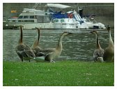 52_lebend_neckar_DSCF2314_melchert