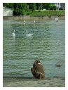52_lebend_neckar_DSCF2665_melchert