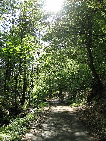 IMG_0216.JPG - Die freiwilligen Helfer/innen putzten gut ausgerüstet mit Zangen, Handschuhen und Müllsäcken quer durch den Wald. Auch kleine Kletterpartien waren kein Hindernis. Anschließend wurde gegrillt. (Foto: Stadt Heidelberg)