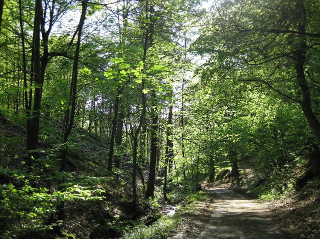 IMG_0217.JPG - Die freiwilligen Helfer/innen putzten gut ausgerüstet mit Zangen, Handschuhen und Müllsäcken quer durch den Wald. Auch kleine Kletterpartien waren kein Hindernis. Anschließend wurde gegrillt. (Foto: Stadt Heidelberg)