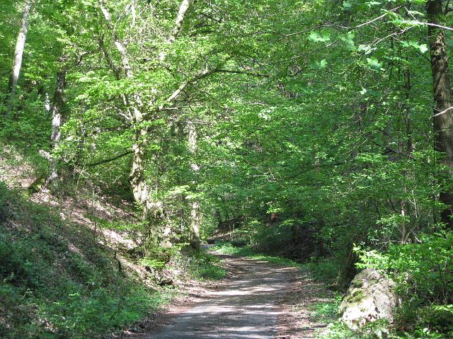 IMG_0218.JPG - Die freiwilligen Helfer/innen putzten gut ausgerüstet mit Zangen, Handschuhen und Müllsäcken quer durch den Wald. Auch kleine Kletterpartien waren kein Hindernis. Anschließend wurde gegrillt. (Foto: Stadt Heidelberg)