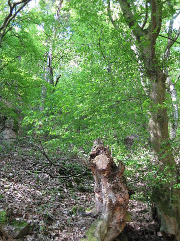 IMG_0219.JPG - Die freiwilligen Helfer/innen putzten gut ausgerüstet mit Zangen, Handschuhen und Müllsäcken quer durch den Wald. Auch kleine Kletterpartien waren kein Hindernis. Anschließend wurde gegrillt. (Foto: Stadt Heidelberg)