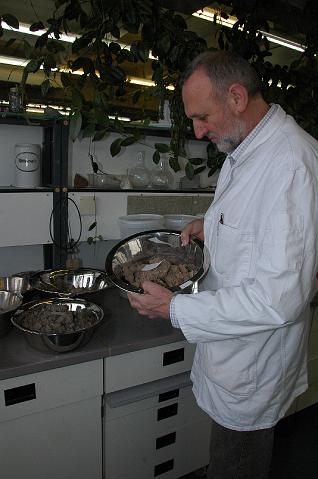 27.JPG - Was aussieht wie angetrocknetes Hundefutter ist in Wahrheit Lockerboden aus dem oberen Schichten des Heidelberger Neckaruferbereichs. (Foto: Stadt Heidelberg)