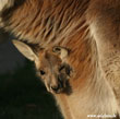 Ein vorsichtiger Blick des Känguru-Jungen aus Mamas kuscheligem Beutel.