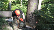 Waldarbeiter beim Fällen eines Baumes