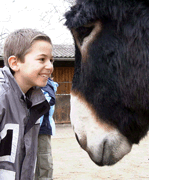 Auge in Auge mit einem Poitou-Esel: In der Zooschule Heidelberg kommen sich Tiere und Kinder näher.