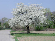 Blühender Kirschbaum  