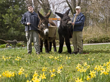 Zoodirektor Dr. Klaus Wünnemann (links) und Pfleger Artur Assmann üben schon mal Ostereier verteilen mit den Poitou-Eseln. 