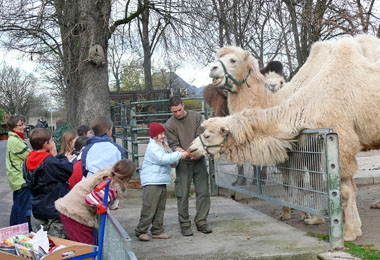 Die Kamele freuen sich, wenn man beim Familientag auch mal bei ihnen vorbeischaut. (Foto: Zooschule)