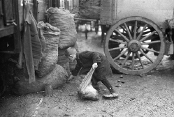 Während der Inflationszeit: Ein Junge sammelt heruntergefallene Kartoffeln auf.