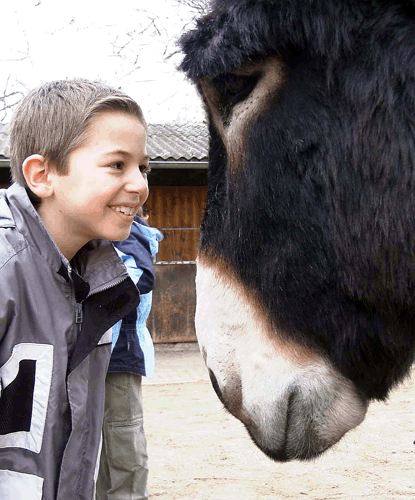 Auge in Auge mit einem Poitou-Esel: In der Zooschule Heidelberg kommen sich Tiere und Kinder näher.