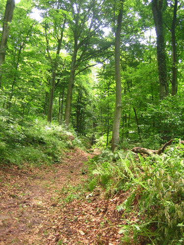 Der Stadtwald ist ein beliebtes Naherholungsgebiet für alle  kleinen und großen Heidelberger/-innen. 